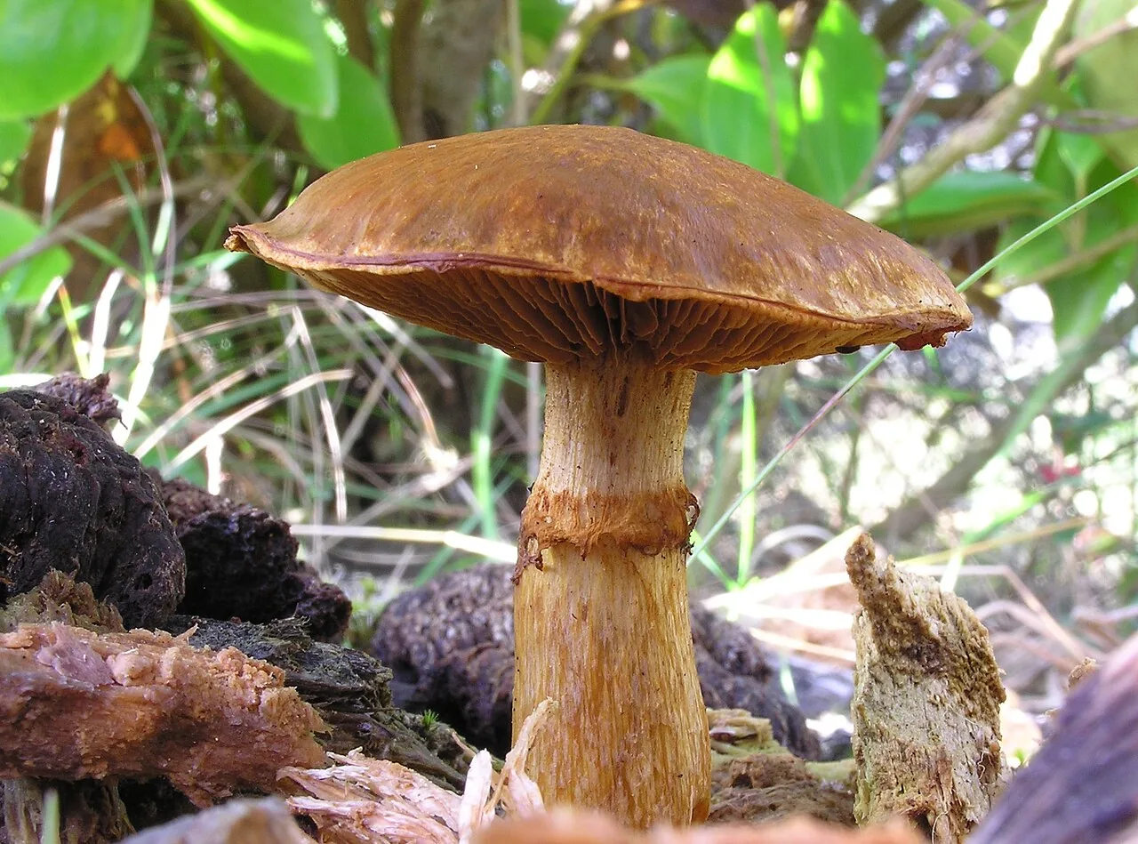 Gymnopilus junonius (Gymnopilus junonius) — photo mycologique