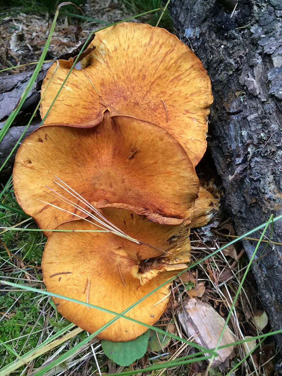 Gymnopilus magnus (Gymnopilus magnus) — photo mycologique