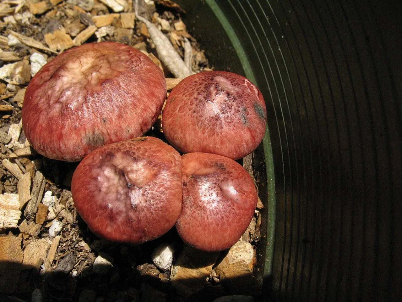 Gymnopilus moabus (Gymnopilus moabus) — photo mycologique