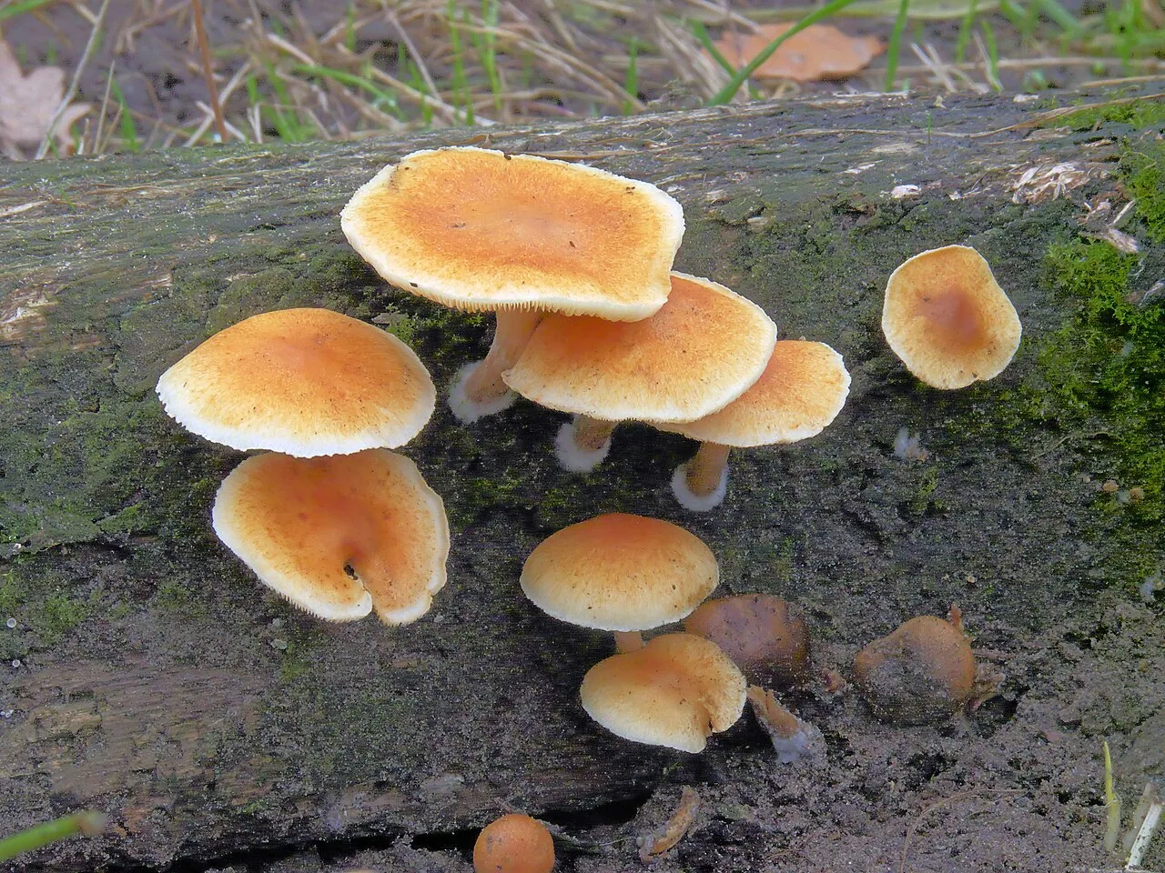 Gymnopilus penetrans (Gymnopilus penetrans) — photo mycologique
