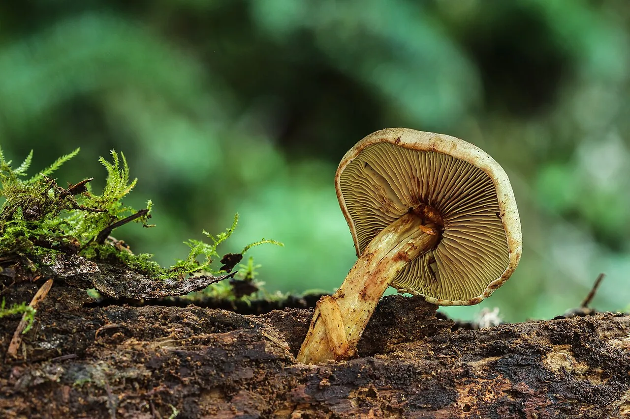Gymnopilus punctifolius (Gymnopilus punctifolius) — photo mycologique