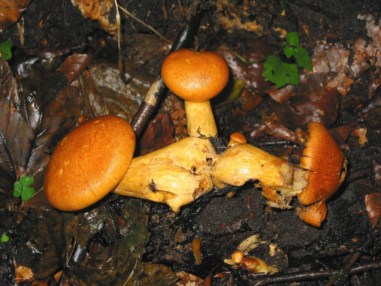Gymnopilus spectabilis (Gymnopilus spectabilis) — photo mycologique