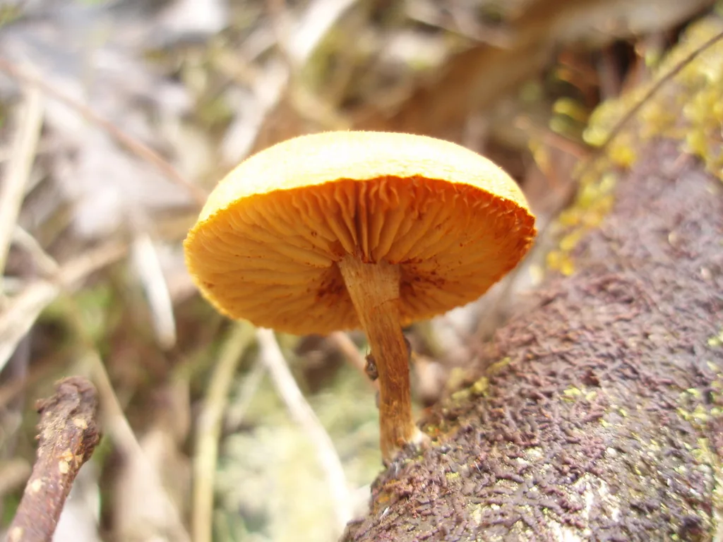 Gymnopilus subtropicus (Gymnopilus subtropicus) — photo mycologique