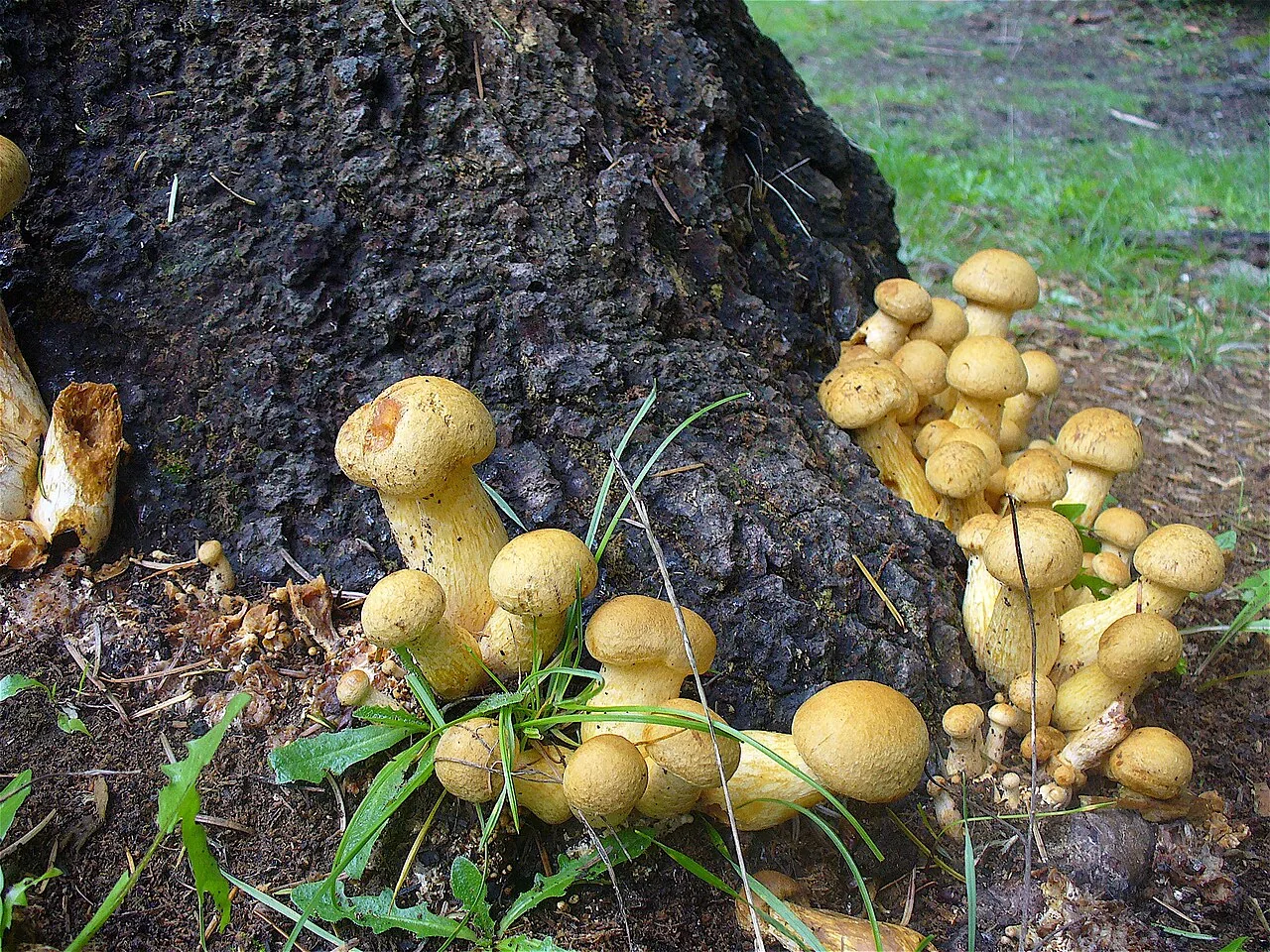 Gymnopilus ventricosus (Gymnopilus ventricosus) — photo mycologique