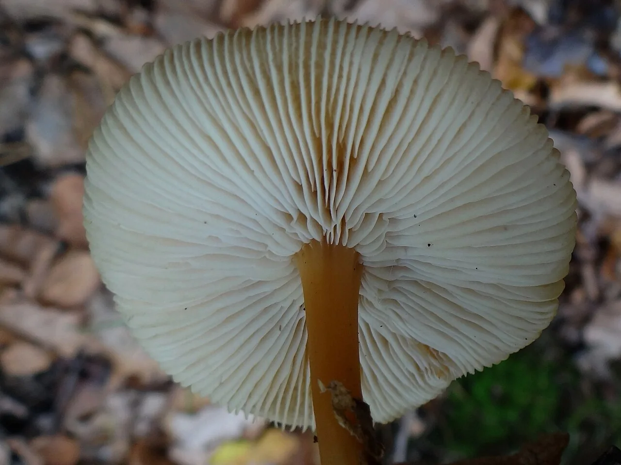 Gymnopus aquosus (Gymnopus aquosus) — photo mycologique