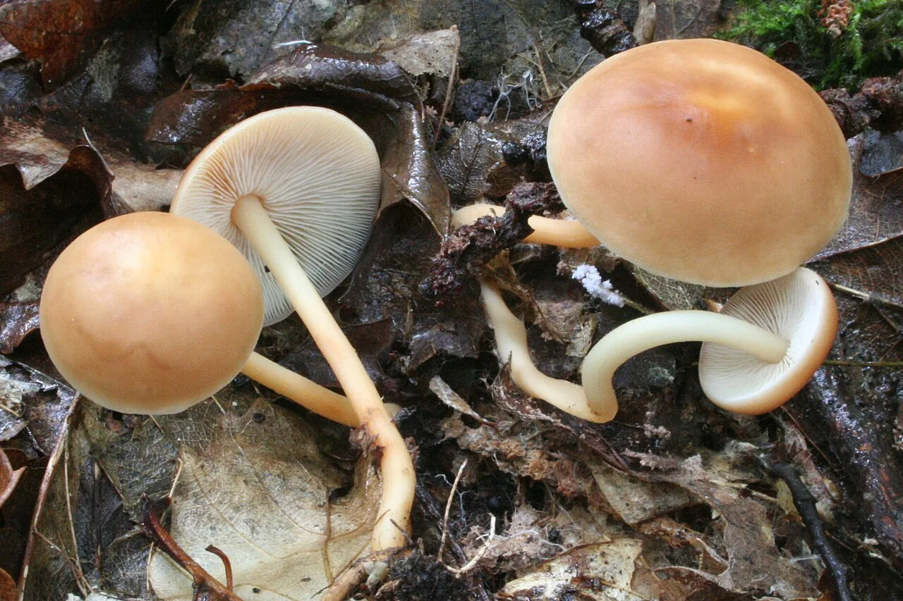 Gymnopus dryophilus (Gymnopus dryophilus) — photo mycologique