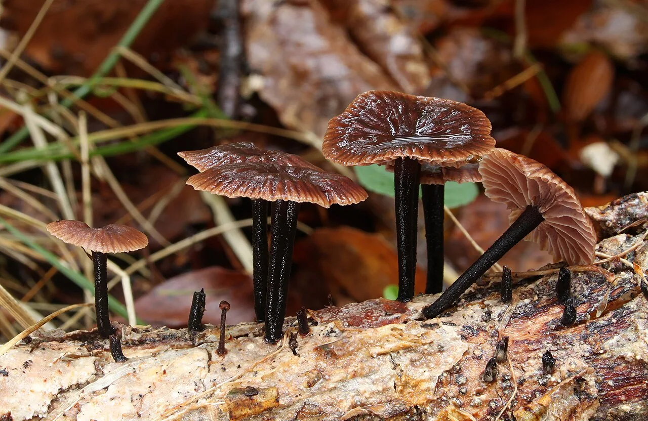 Gymnopus foetidus (Gymnopus foetidus) — photo mycologique