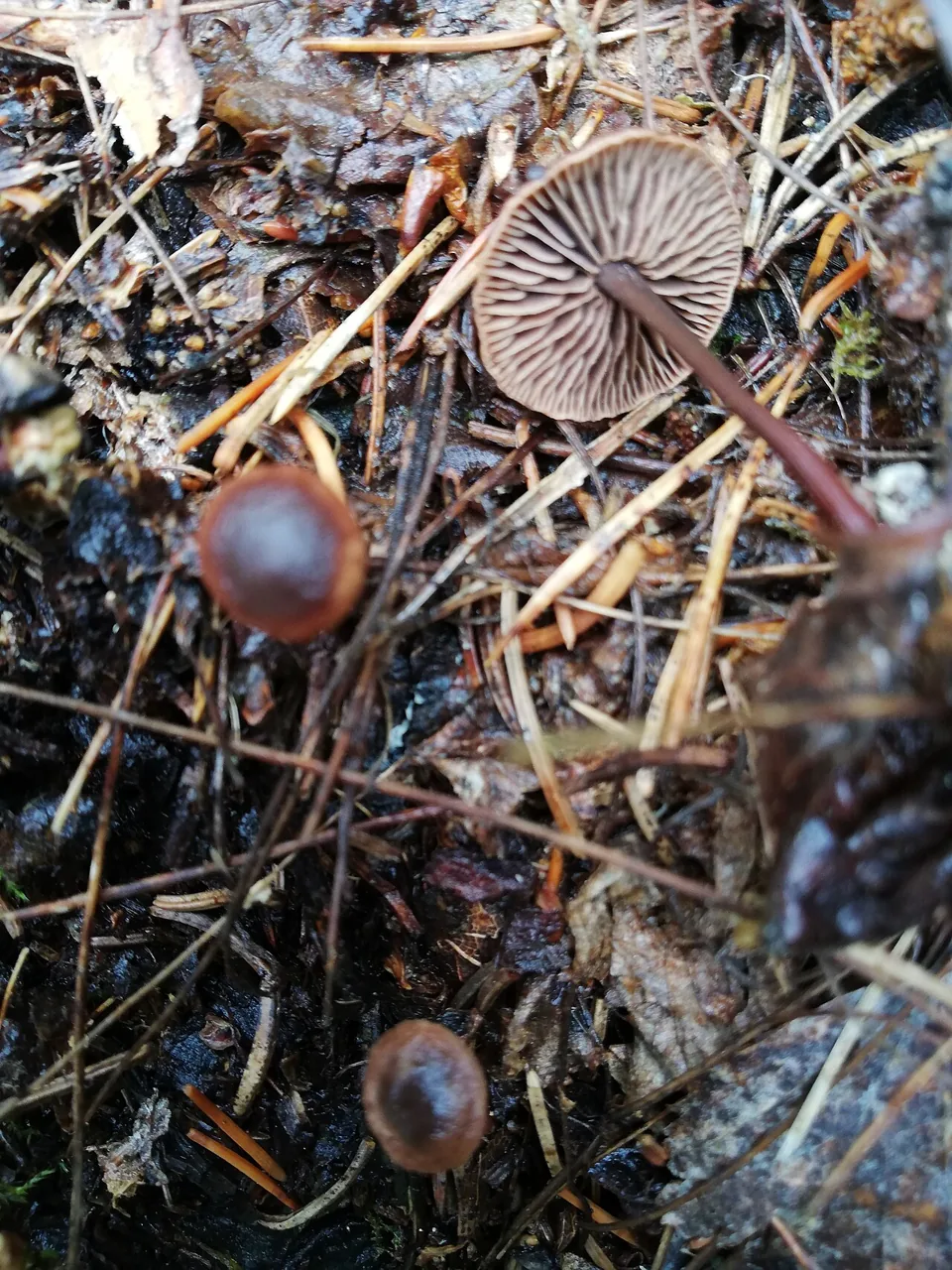 Gymnopus fuscopurpureus (Gymnopus fuscopurpureus) — photo mycologique