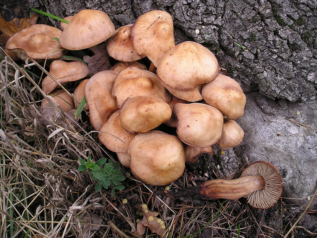 Gymnopus fusipes (Gymnopus fusipes) — photo mycologique