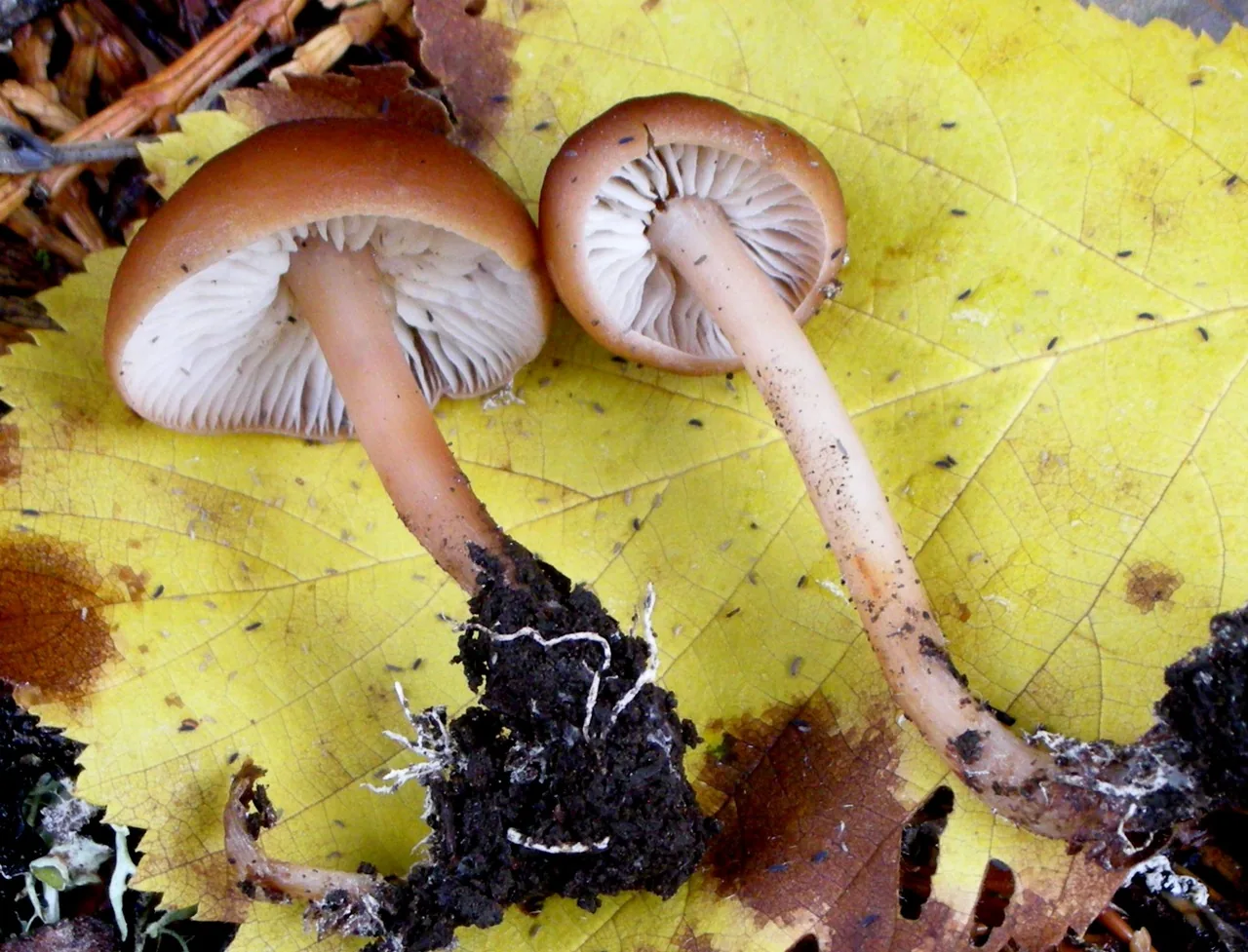Gymnopus pubipes (Gymnopus pubipes) — photo mycologique