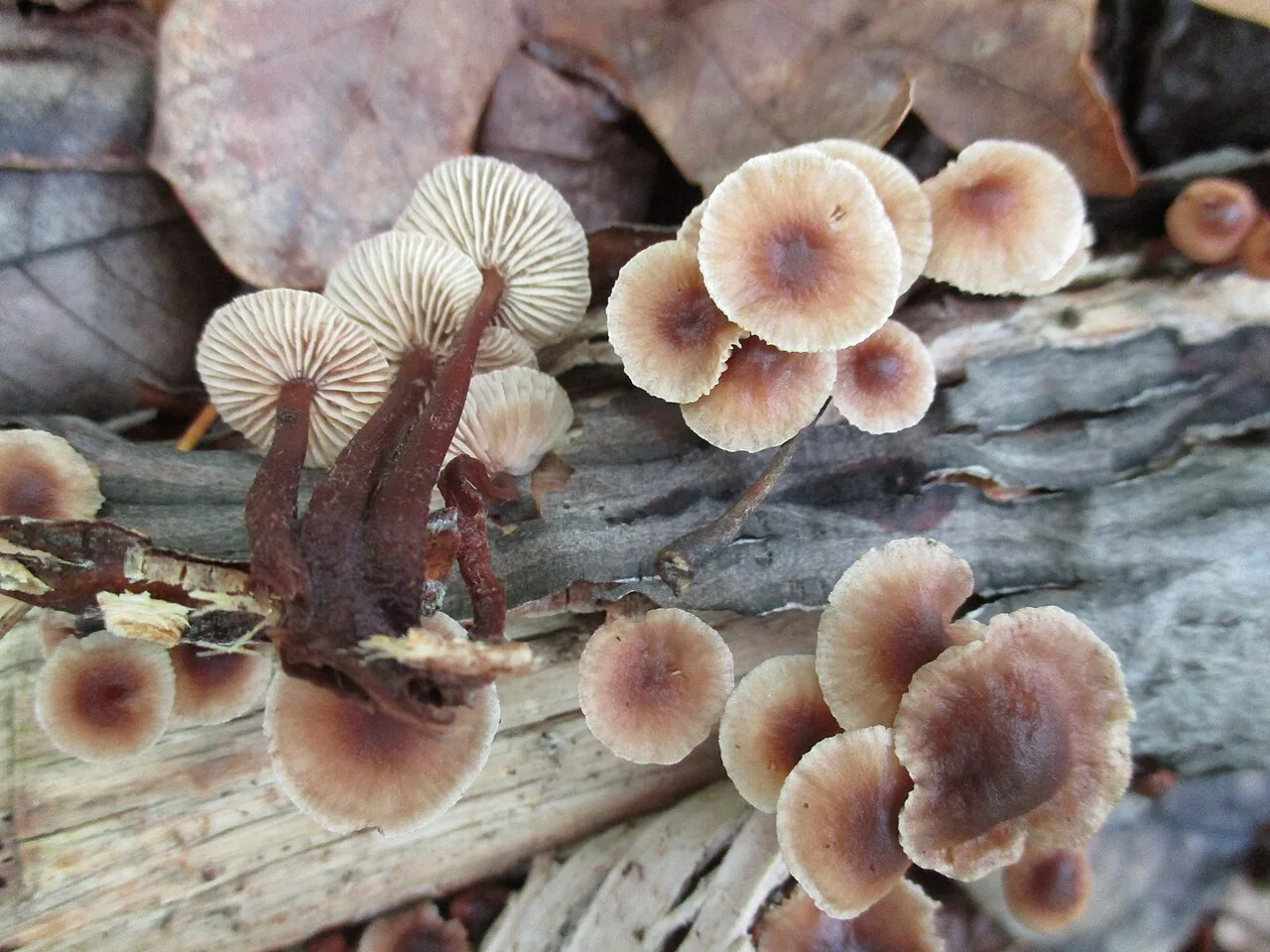 Gymnopus semihirtipes (Gymnopus semihirtipes) — photo mycologique