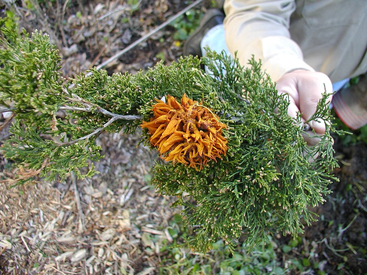 Gymnosporangium aurantiacum (Gymnosporangium aurantiacum) — photo mycologique