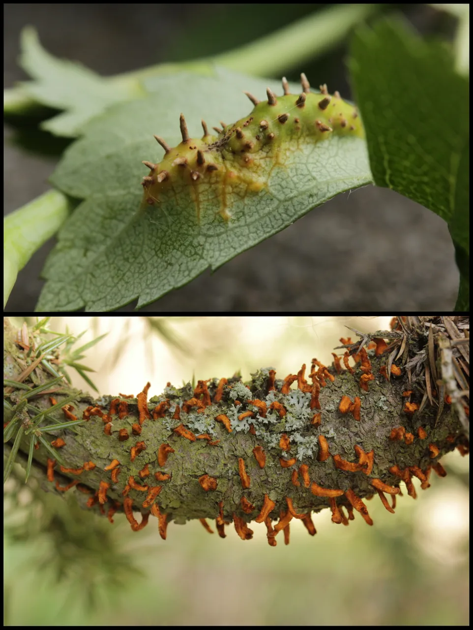Gymnosporangium clavariiforme (Gymnosporangium clavariiforme) — photo mycologique
