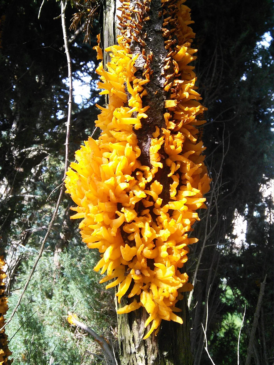 Gymnosporangium sabinae (Gymnosporangium sabinae) — photo mycologique