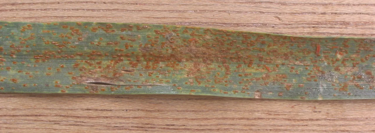 Gymnotelium speciosum (Gymnotelium speciosum) — photo mycologique