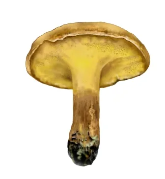 Gyrodon intermedius (Gyrodon intermedius) — photo mycologique