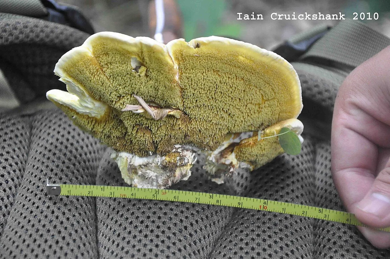 Gyrodontium sacchari (Gyrodontium sacchari) — photo mycologique