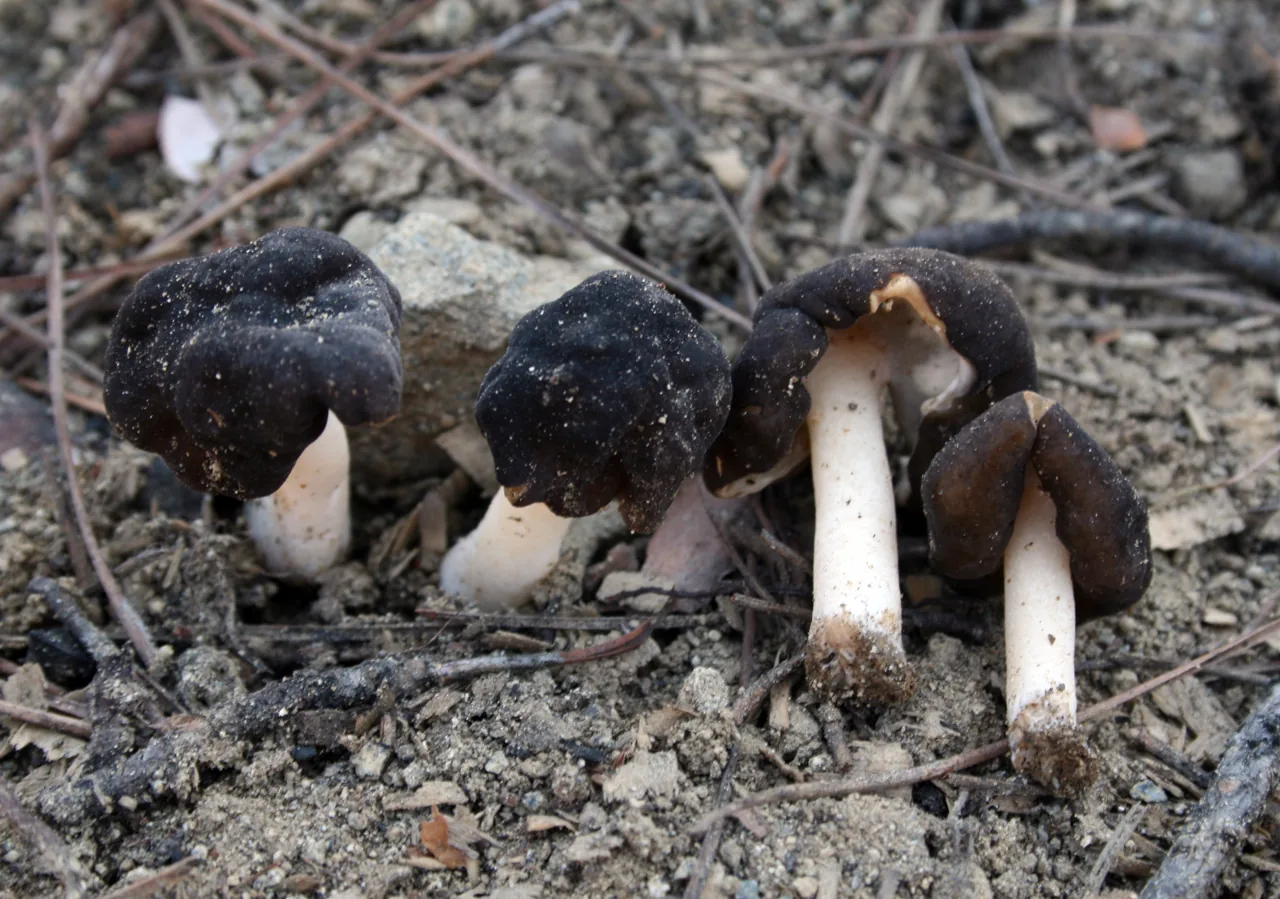 Gyromitra anthracobia (Gyromitra anthracobia) — photo mycologique