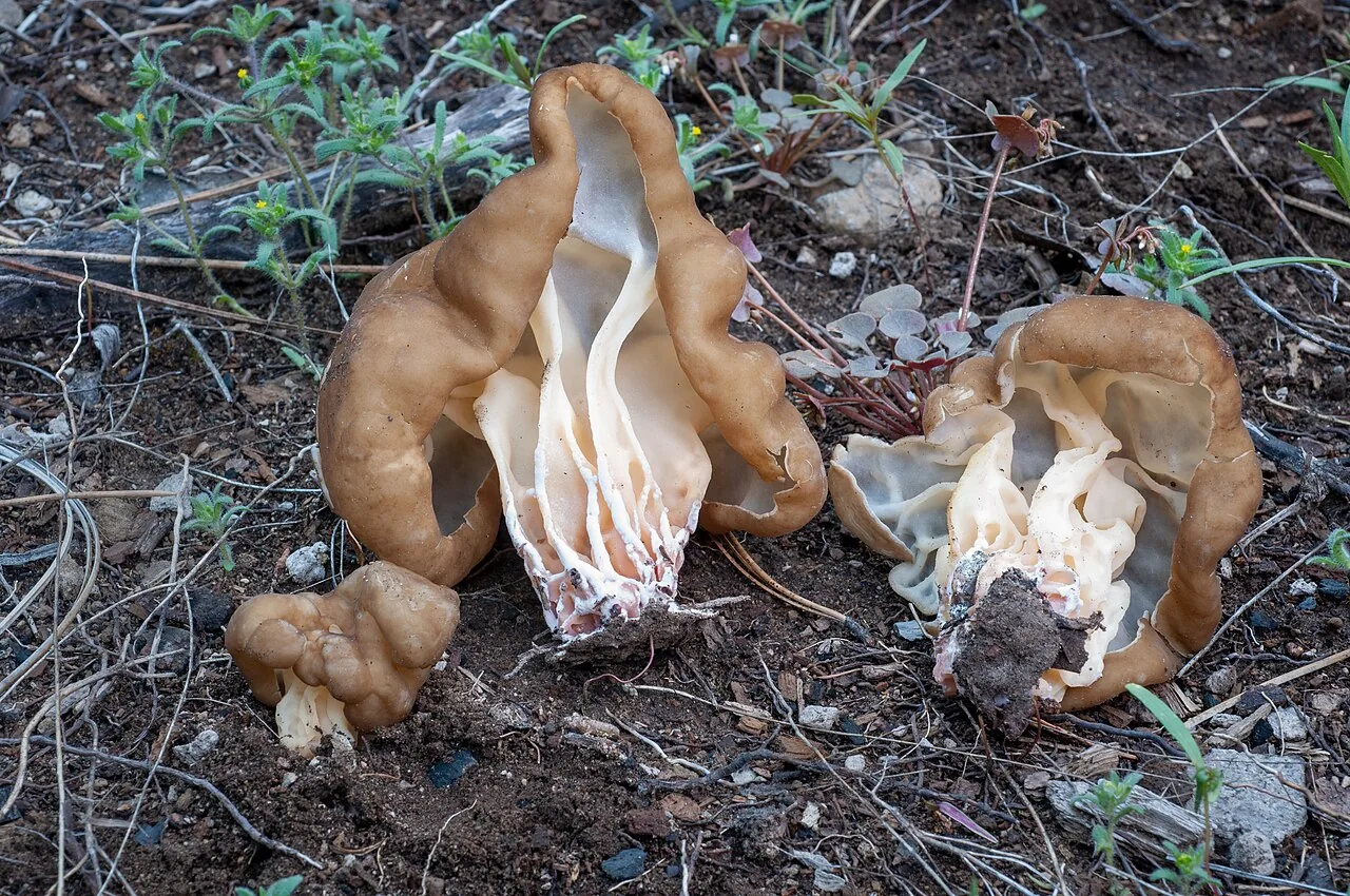 Gyromitra californica (Gyromitra californica) — photo mycologique