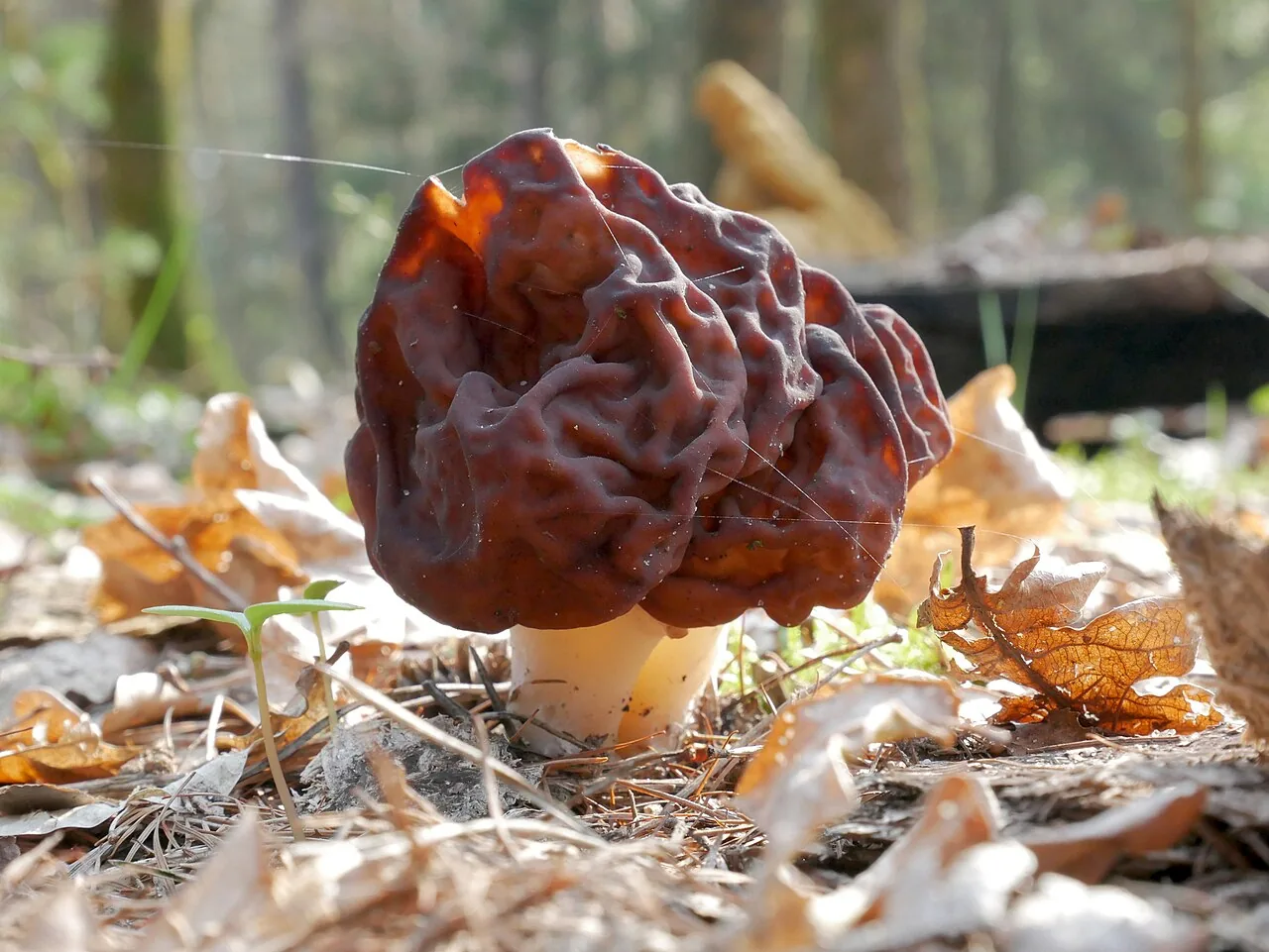 Gyromitra esculenta (Gyromitra esculenta) — photo mycologique