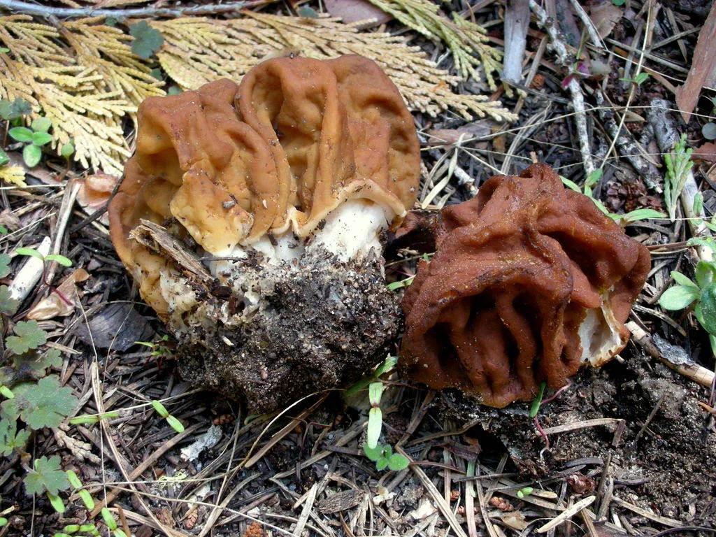 Gyromitra gigas (Gyromitra gigas) — photo mycologique