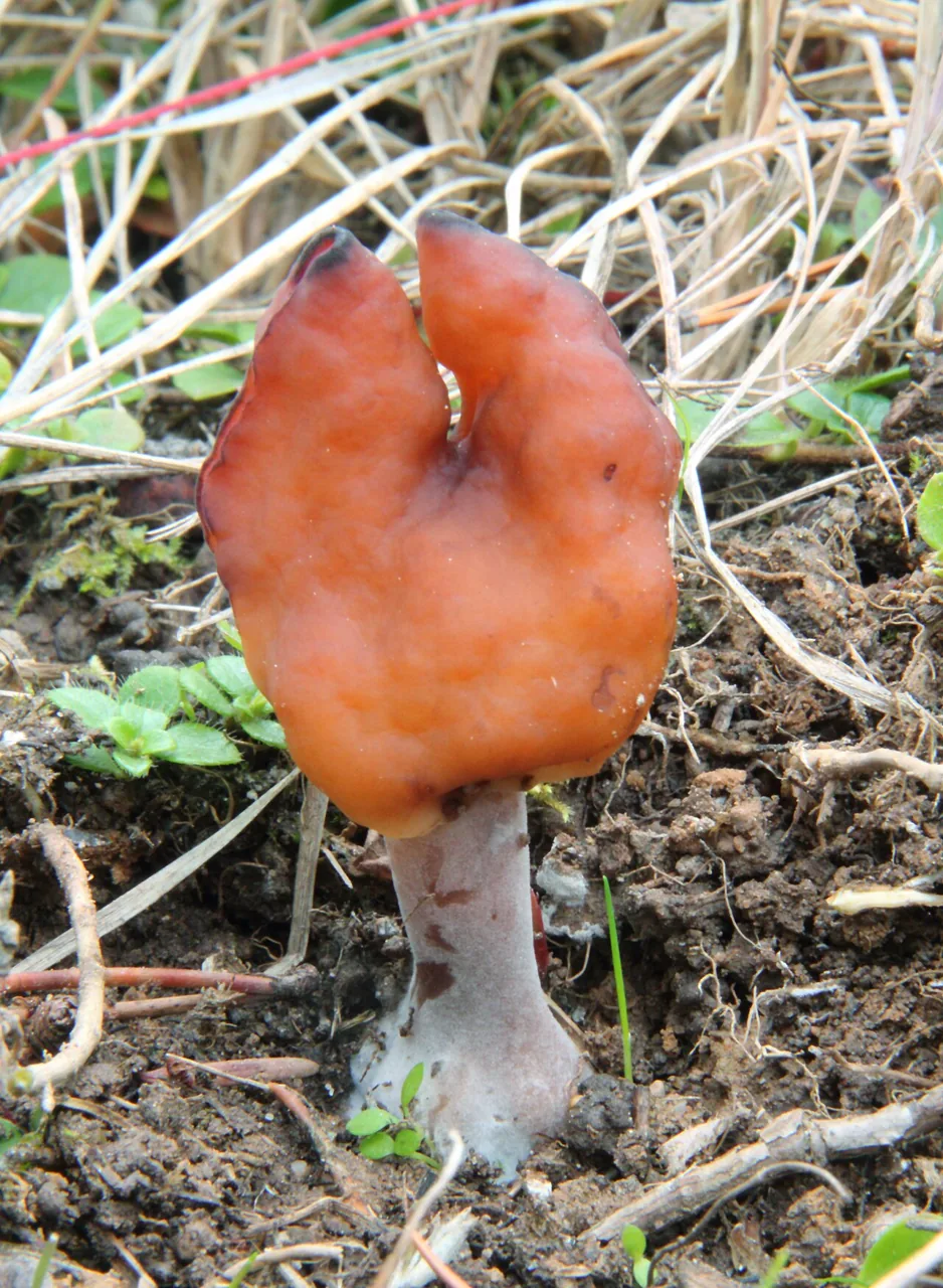 Gyromitra infula (Gyromitra infula) — photo mycologique