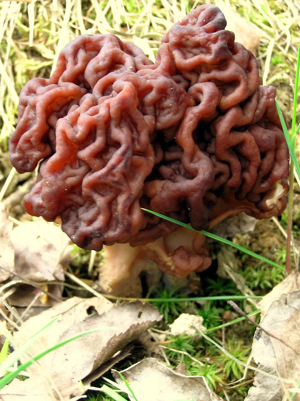 Gyromitra mcknightii (Gyromitra mcknightii) — photo mycologique