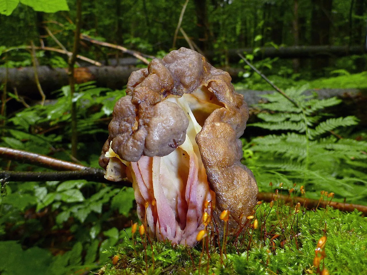 Gyromitra sphaerospora (Gyromitra sphaerospora) — photo mycologique