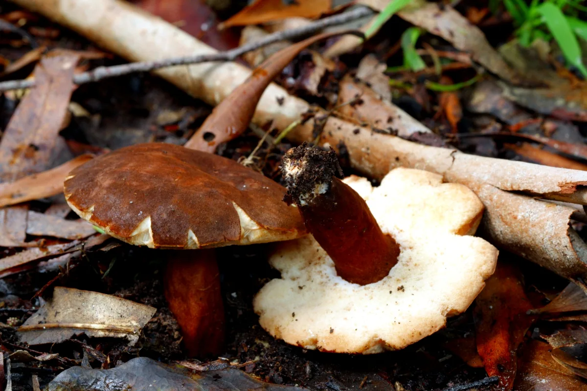 Gyroporus mcnabbii (Gyroporus mcnabbii) — photo mycologique