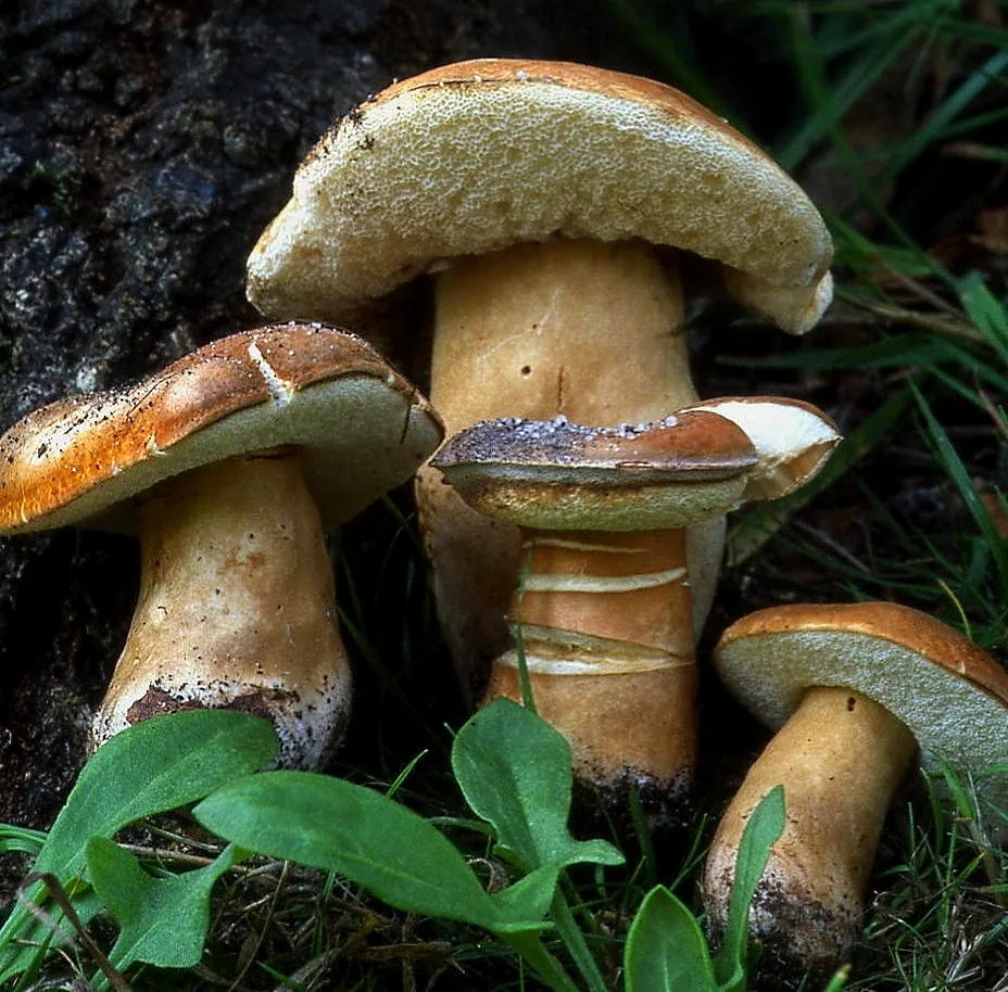 Gyroporus paramjitii (Gyroporus paramjitii) — photo mycologique