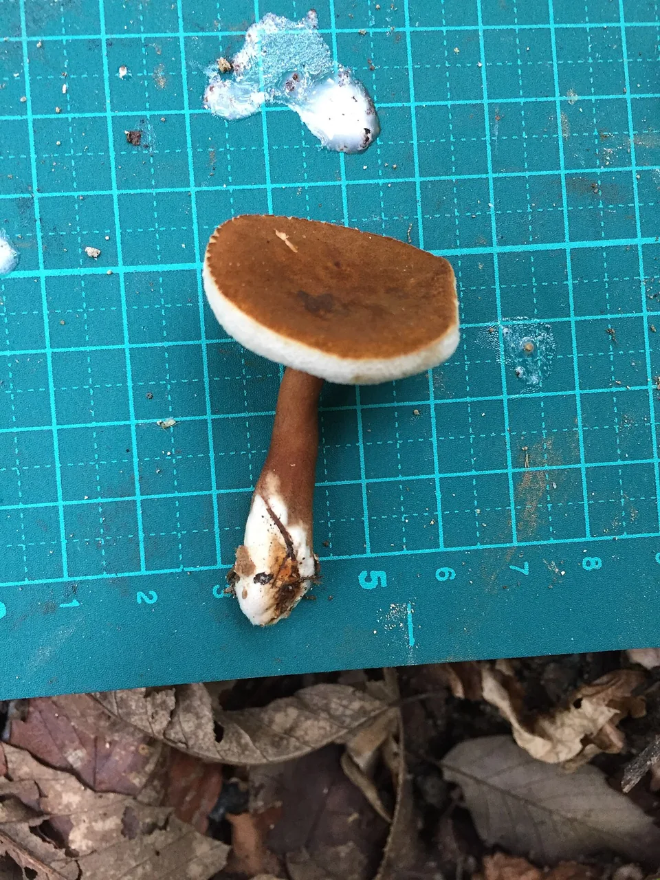 Gyroporus punctatus (Gyroporus punctatus) — photo mycologique