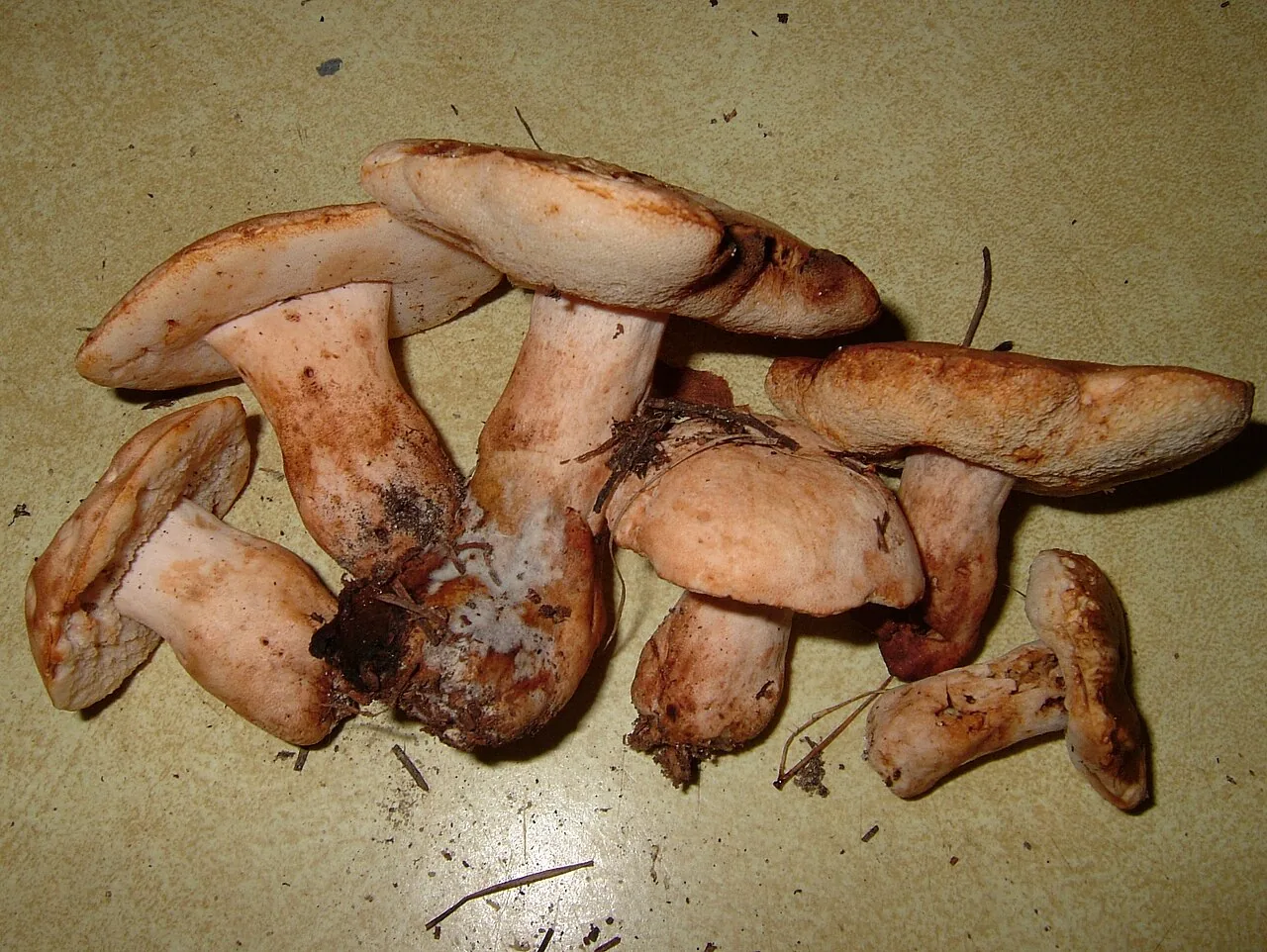 Gyroporus roseialbus (Gyroporus roseialbus) — photo mycologique
