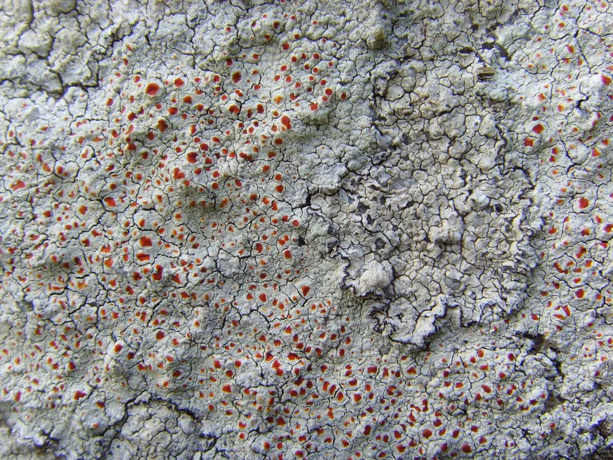 Haematomma rufidulum (Haematomma rufidulum) — photo mycologique
