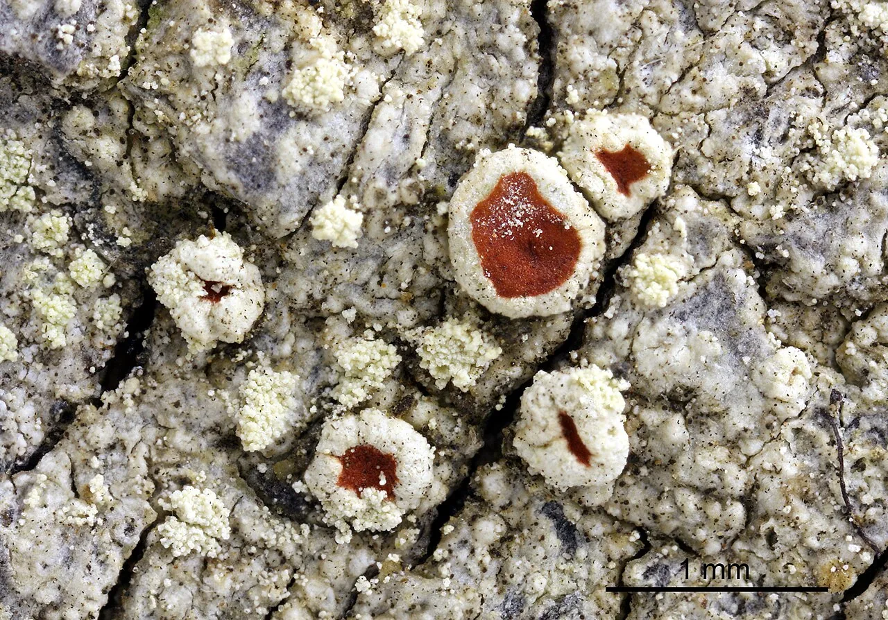 Haematomma sorediatum (Haematomma sorediatum) — photo mycologique