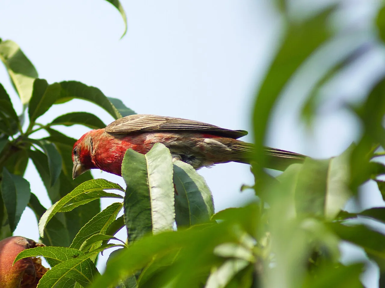 Roselin familier (Haemorhous mexicanus) — photo vertébré