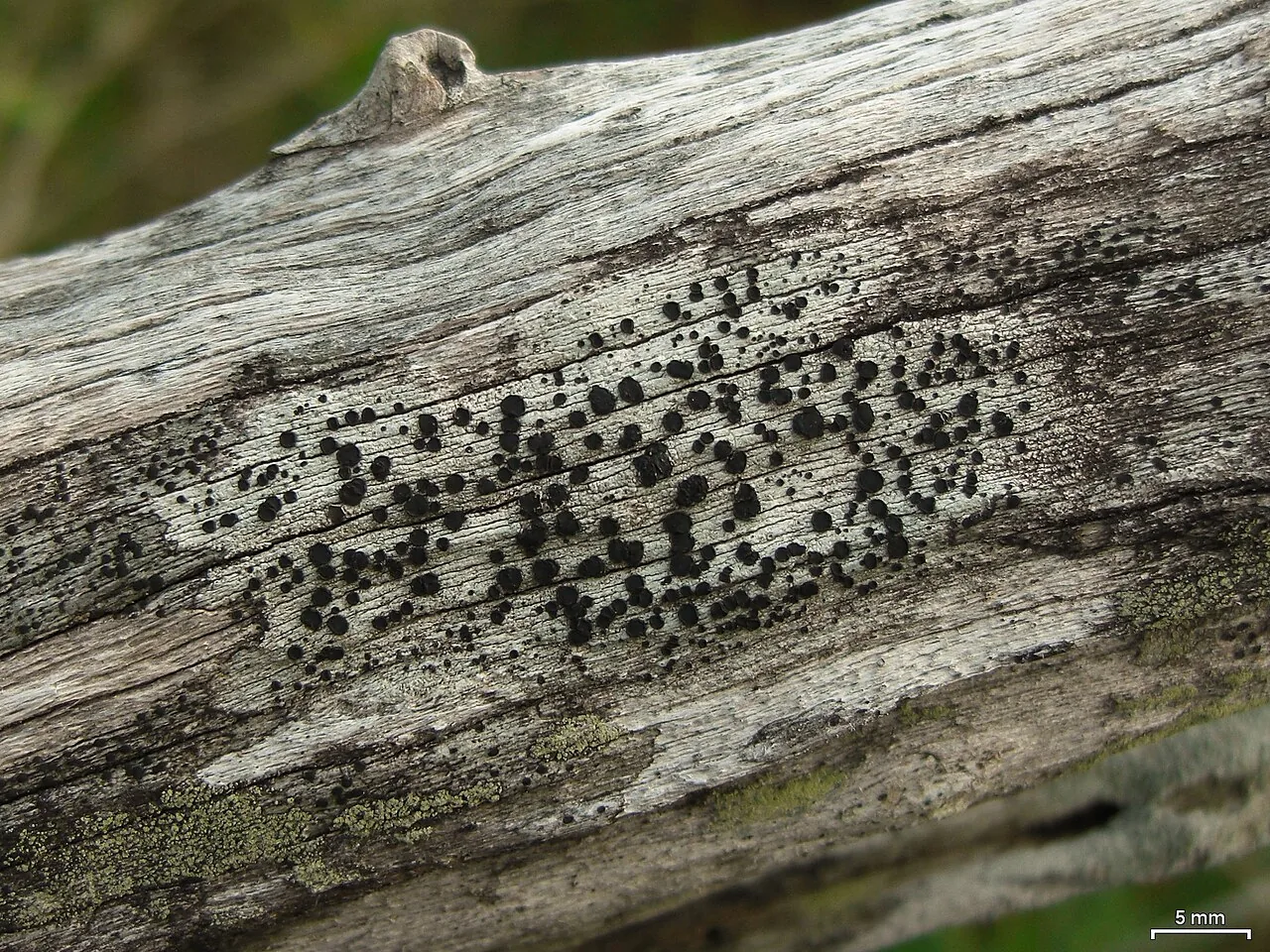 Hafellia alisioae (Hafellia alisioae) — photo mycologique