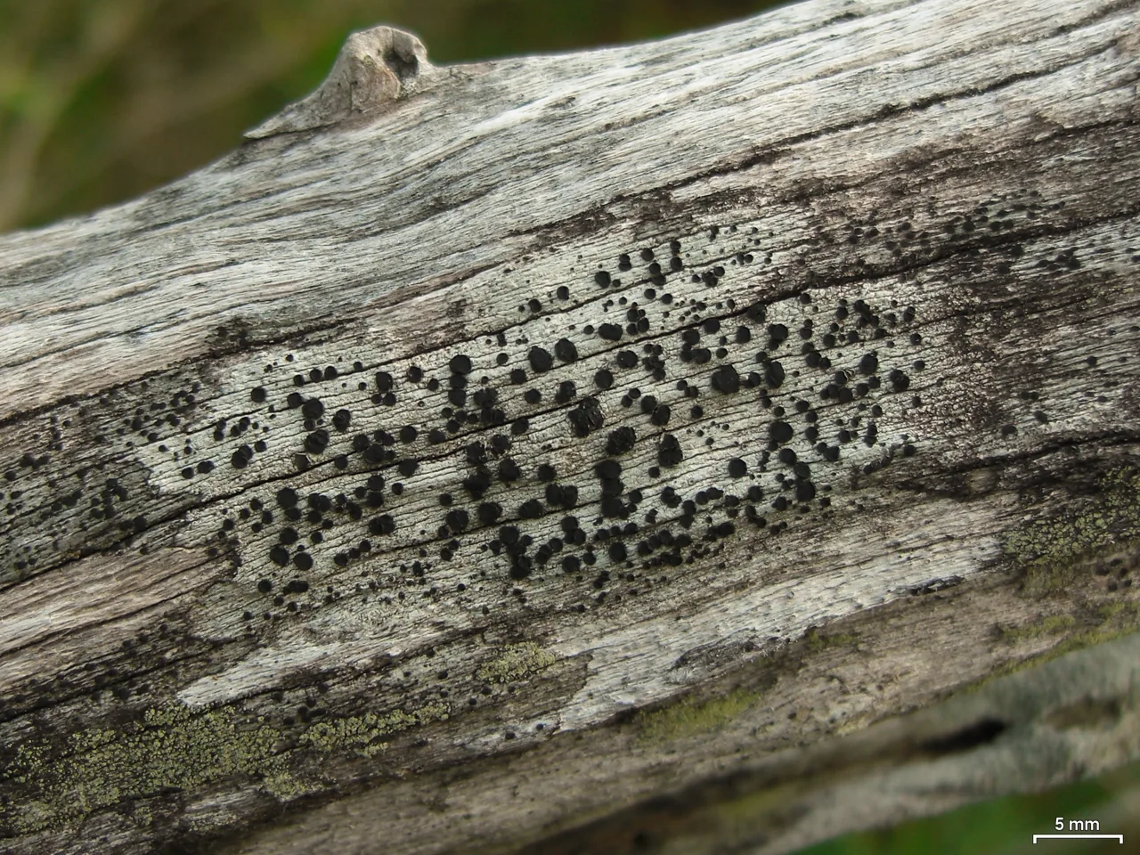 Hafellia gomerana (Hafellia gomerana) — photo mycologique
