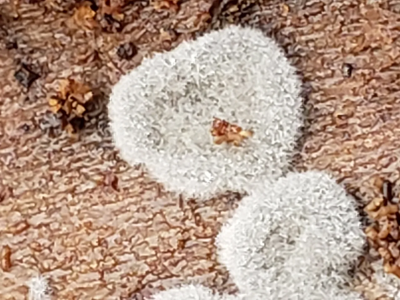 Halosarpheia fibrosa (Halosarpheia fibrosa) — photo mycologique