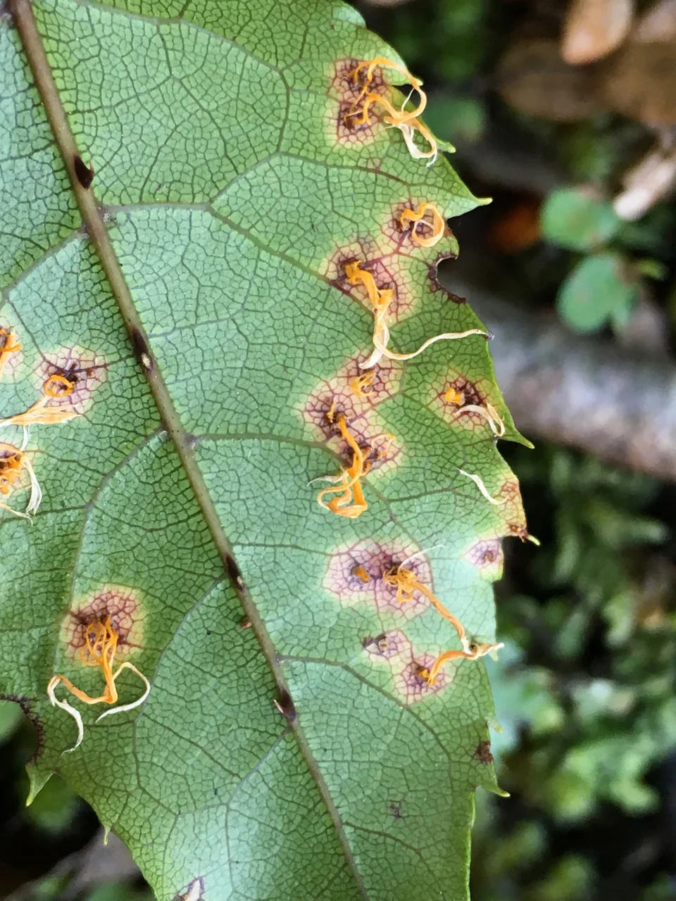 Hamaspora acutissima (Hamaspora acutissima) — photo mycologique