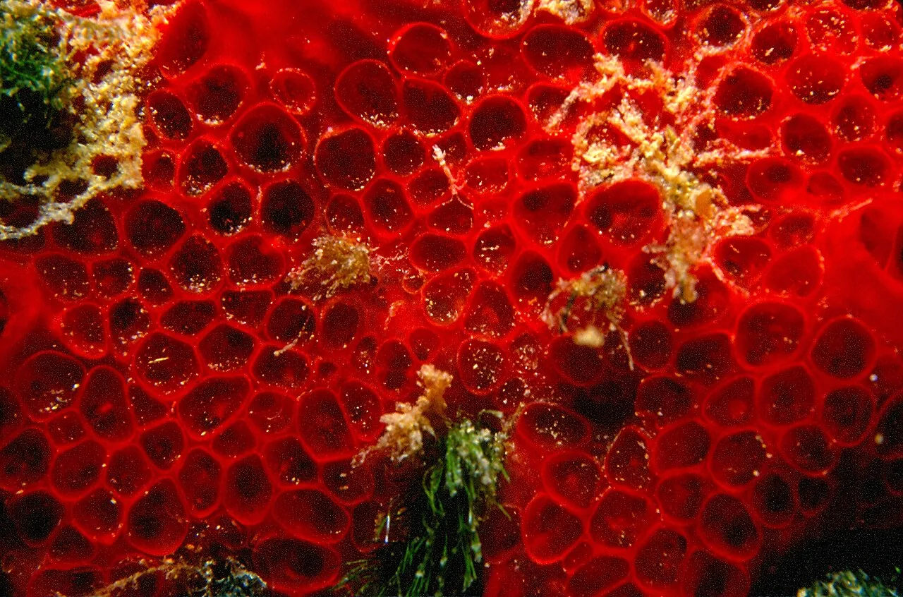 Hamigera paravellanea (Hamigera paravellanea) — photo mycologique