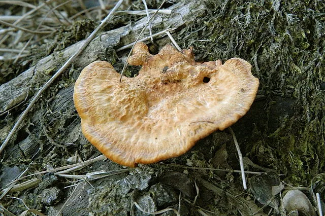 Hapalopilus flavus (Hapalopilus flavus) — photo mycologique