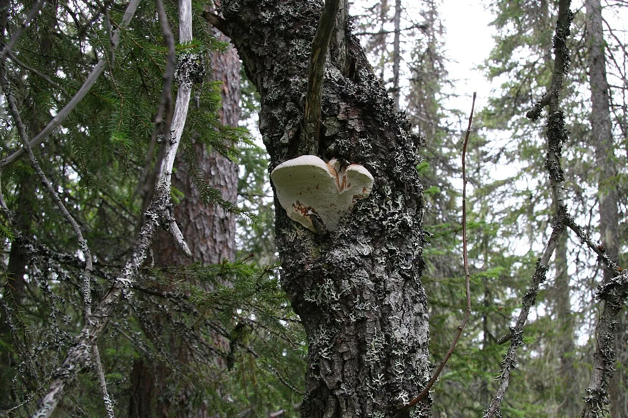 Haploporus nanosporus (Haploporus nanosporus) — photo mycologique