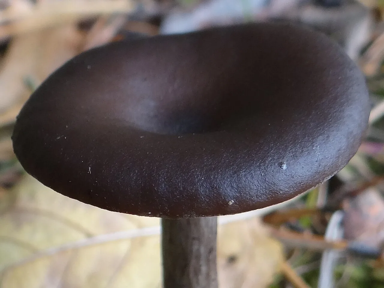 Harmajaea wellsiae (Harmajaea wellsiae) — photo mycologique