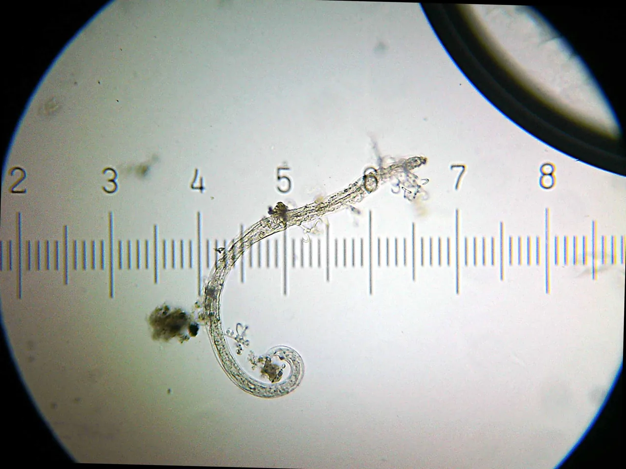Harposporium harposporiferum (Harposporium harposporiferum) — photo mycologique