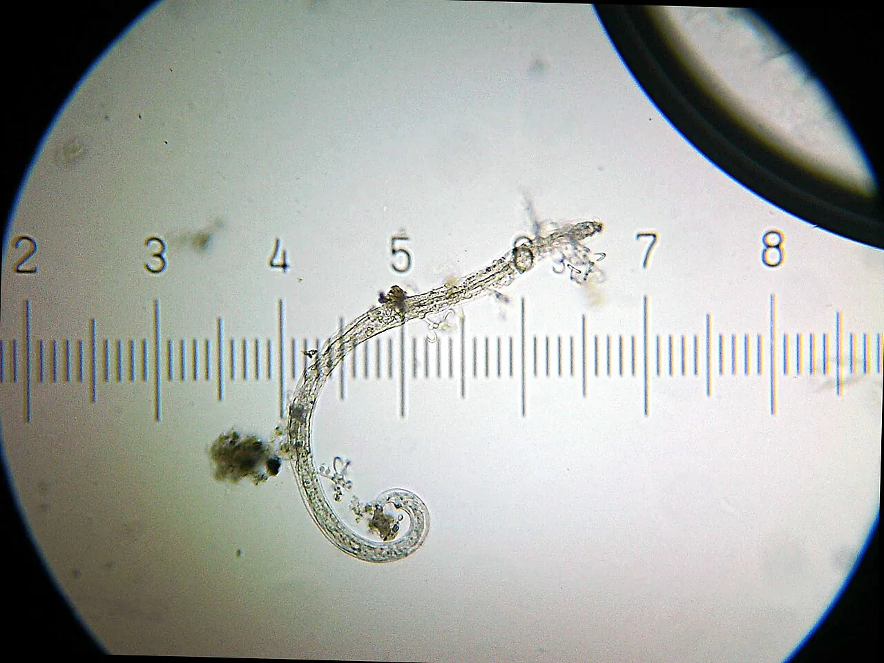 Harposporium leptospira (Harposporium leptospira) — photo mycologique