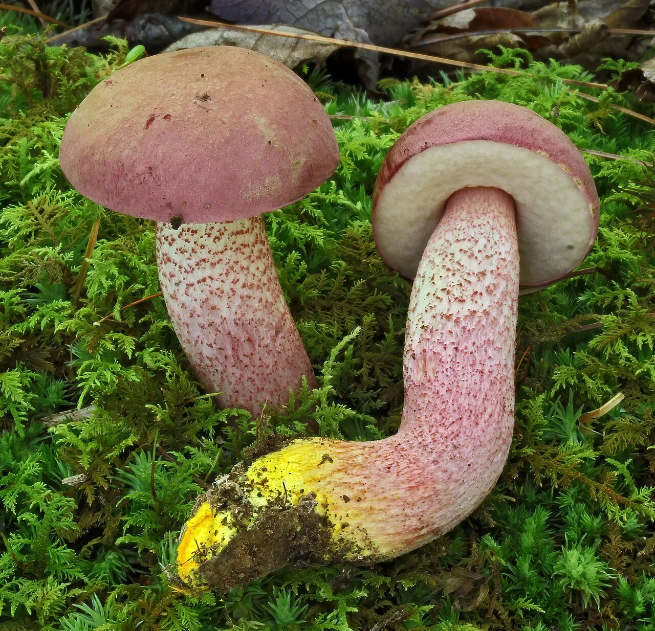 Harrya chromipes (Harrya chromipes) — photo mycologique