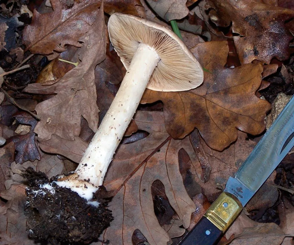 Hebeloma alachuanum (Hebeloma alachuanum) — photo mycologique