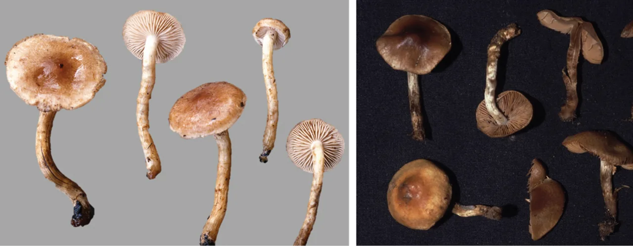 Hebeloma excedens (Hebeloma excedens) — photo mycologique