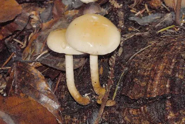 Hebeloma leucosarx (Hebeloma leucosarx) — photo mycologique