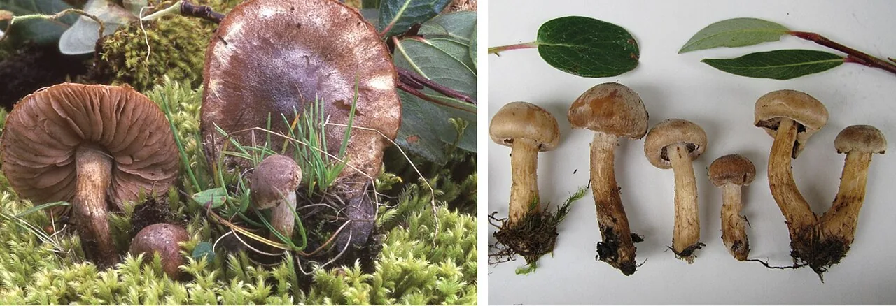 Hebeloma marginatulum (Hebeloma marginatulum) — photo mycologique